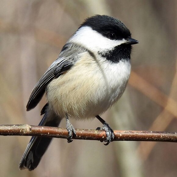 Black-Capped‎ Chickadee Cute Bird Floral Framed Art Print - Picture 3 of 10